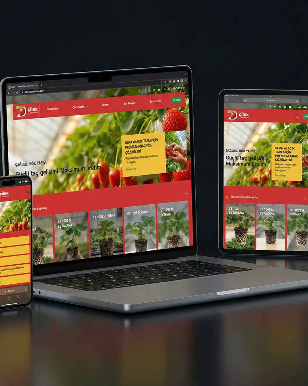 Web Sitesi Tasarımı & Yazılımı